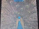 THE L.A.4 Pavane Direct to Disc JAPAN Brown Manne Almeida Shank STUNNING