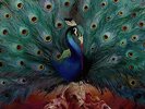 OPETH - SORCERESS DOUBLE VINYL NEW/ MINT (30TH SEPTEMBER)