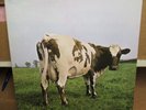 LP - PINK FLOYD - ATOM HEART MOTHER - dutch  Press   FOC