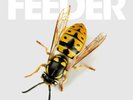 FEEDER - ALL BRIGHT ELECTRIC   VINYL LP NEW+