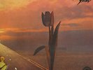 PRETTY THINGS LP, PARACHUTE (RARE EARTH US Issue NM/NM)