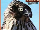 Marauder [180 gm vinyl] Blackfoot Vinyl
