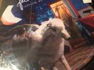Fall Out Boy Vinyl Picture Disc LP  Infinity On High