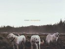 FOXING - ALBATROSS NEW VINYL