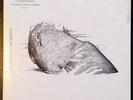 Coldplay - The Scientist (Limited Edition UK 7