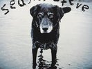 Seasick Steve - You Can't Teach An Old Dog New Tricks [New Vinyl]