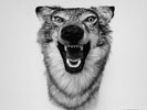 Yelawolf - Love Story [Vinyl New]