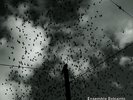 Ordo Virtutum Hildegard von Bingen