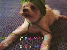 Zentropy - Frankie Cosmos (2014, Vinyl New)