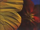 Twinkle Brothers Praise Jah NEAR MINT Virgin Vinyl LP