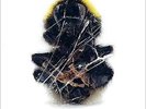Walls and Dimensions [VINYL] Deadbeat Vinyl
