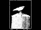 AUSTERE - To Lay Like Old Ashes  LP