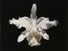KINGS OF LEON Aha Shake Heartbreak 2 x 180gm Vinyl LP 2012 NEW & SEALED MoV