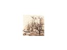 Duluth [Analog] Trampled By Turtles LP Record