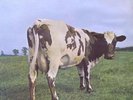 PINK FLOYD - ATOM HEART MOTHER - 12