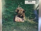 Joyce Manor - Cody LP NEW w/mp3 2016