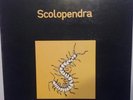 LP ITALIAN PROG GLI ALLUMINOGENI - SCOLOPENDRA STAMPA 1991