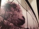Vs. [LP] by Pearl Jam Vinyl, Oct-1993 1st press Z 53136 NR Vinyl