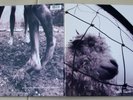 Pearl Jam ?– Vs - Epic Associated?–53136- LP, Gatefold, OIS, US first press 1993