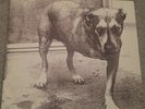 Alice in Chains by Alice in Chains Vinyl 1995 Columbia LP Rare OOP