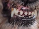 BLANCK MASS-WORLD EATER  (UK IMPORT)  VINYL LP NEW