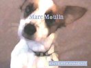 MOULIN,MARC-ENTERTAINMENT (PURPLE VINYL) (HOL) (COLV)  VINYL LP NEW