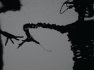The Twilight Singers - Dynamite Steps
