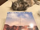 Ryan Adams prisoner End Of World Box Set Vinyl 13 Records Limited  B Sides