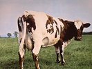 PINK FLOYD - Atom Heart Mother (remastered) - Vinyl (gatefold 180 gram vinyl LP)