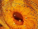 CATHERINE WHEEL FERMENT NEW LTD COLOURED VINYL LP REISSUE IN STOCK