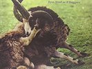 Eyes Rind As If Beggars [Double Vinyl & CD] [VINYL] The Garbage & The Flowers Vi