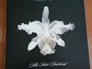 Kings Of Leon ?– Aha Shake Heartbreak -10