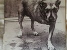 Alice In Chains Self Titled (Three Legged Dog) Vinyl LP, original 1995 pressing