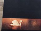 Van Morrison 'Avalon Sunset' 1989 Vinyl LP