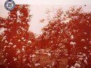 GALAXIE 500 - Today - Vinyl lP (180 gram vinyl LP + free MP3 download NEW SEALED
