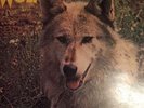 Darryl Way's WOLF-Canis Lupus- Vinyl LP DERAM SDL14 UK 1973 RARITÄT