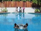 SPARKS 'HIPPOPOTAMUS' Double VINYL LP + Download (8th September 2017)