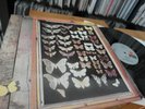 MAYFLY s/t LP Psych Folk Rarity ORIG LP 1973 Ultra Rar