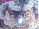 PETER AND THE TEST TUBE BABIES, THE MATING SOUNDS OF SOUTH AMERICAN FROGS ORIG V