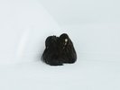 Chelsea Wolfe ?– Hiss Spun SEALED Sargent House ?SH185-XB 2xLP COLORED VINYL