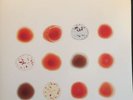 Peter Gabriel Scratch My Back / And I'll Scratch Yours 180 Gram Double Vinyl MOV