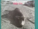 Pearl Jam Fan Club X-Mas 45 record 