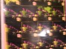 THE BOYS - ST VINYL CLASSIC PUNK LP