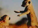 Various - Esprit De La Jeunesse (Special DJ Edit Vinyl Schallplatte - 137036