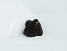Hiss Spun [VINYL] Chelsea Wolfe Vinyl