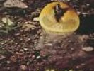 BATTIATO - Pollution (reissue) - Vinyl (gatefold LP + insert)