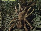 THE WEB - THERAPHOSA BLONDI - NEW