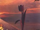 PRETTY THINGS - PARACHUTE - 12