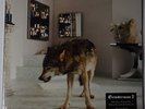 Grinderman - grinderman 2 LP/CD 180g vinyl Poster and 16p Booklet NEU Nick Cave