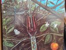 DRAGONFLY RARE ORIGINAL  '68 FUZZ GARAGE PSYCH MEGAPHONE LP Mint-